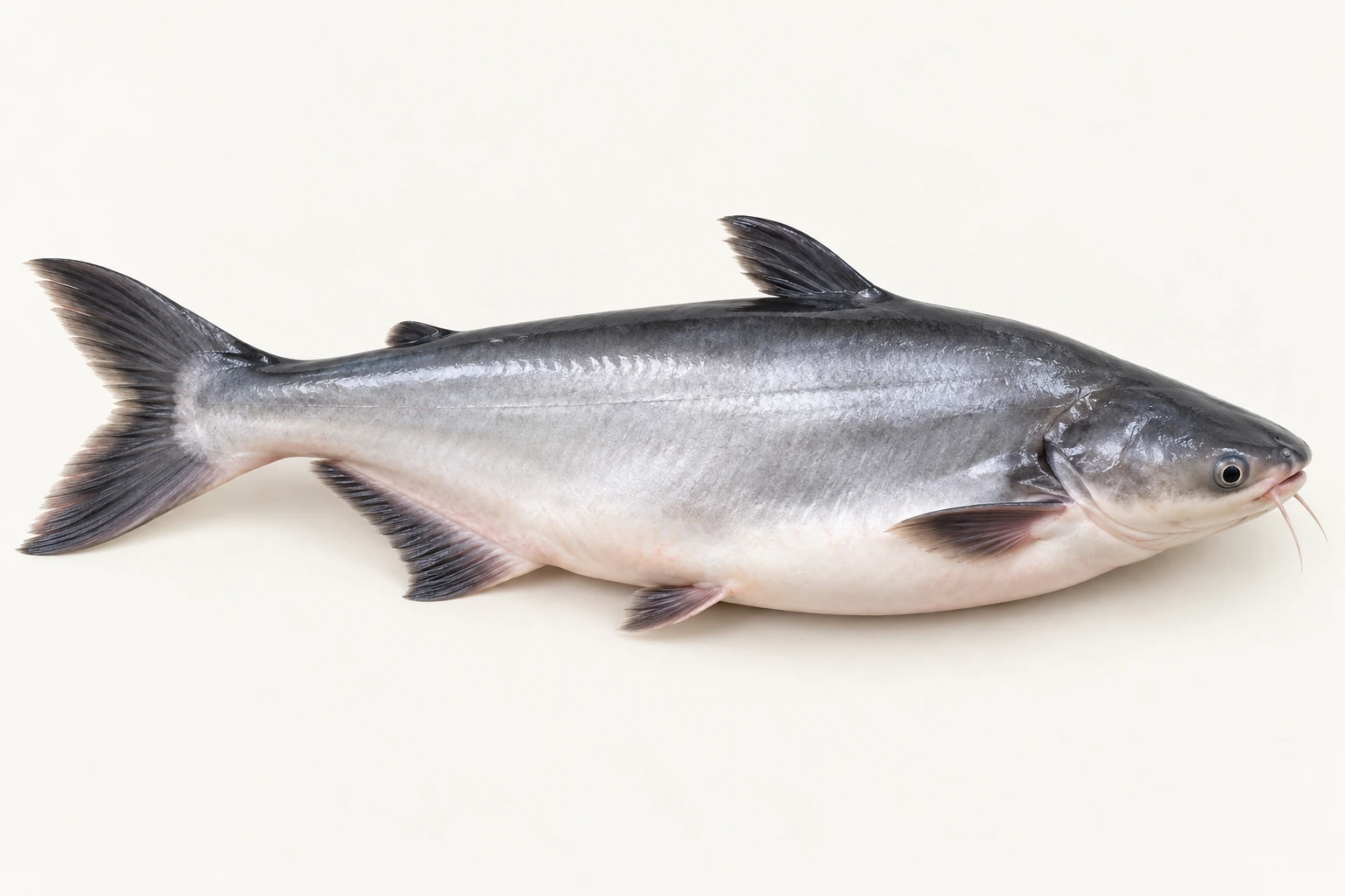바사